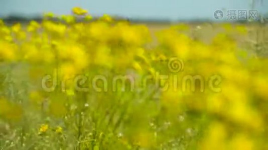 野花野草美丽的夏日风景视频