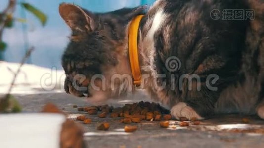 街上无家可归的灰猫猫食视频