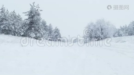 雪中的枞树冬天，野生的圣诞森林下雪视频