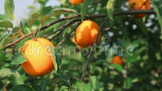 橘枝上的汁橙.视频