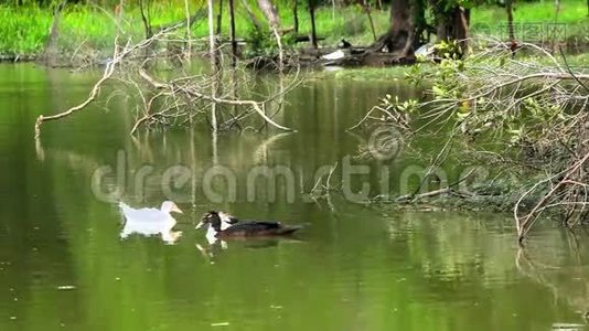 鸭子在池塘里游泳视频