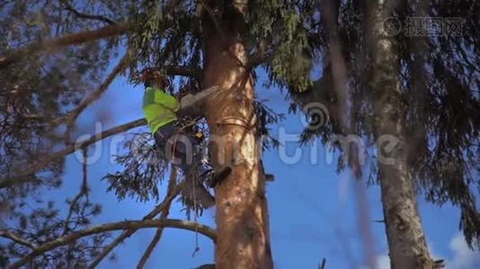 伐木工人在锯树干视频