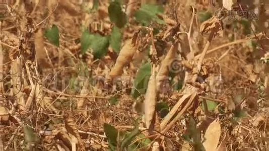 农田种植成熟的干豌豆视频