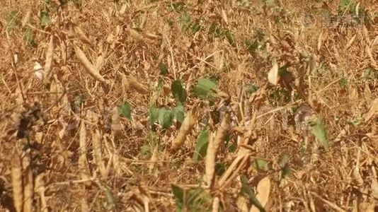 农田种植成熟的干豌豆视频