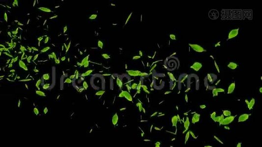 新鲜的绿叶落在黑色的背景上。 CG叶纸屑. 循环动画。视频