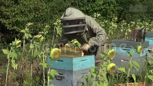 养蜂人拿出一个框架视频