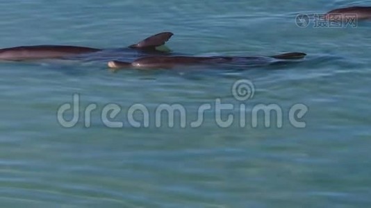 海豚水下射击视频