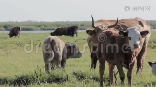 野牛在英格兰湖边的草地上吃草视频