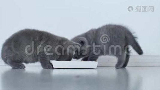 小猫吃盘子里的宠物食品视频