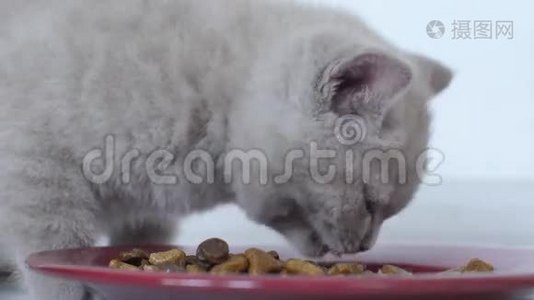 小猫吃盘子里的宠物食品视频