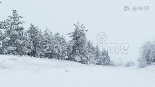 冬雪中的圣诞杉树，野林中的雪视频