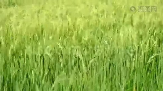 稻田视频
