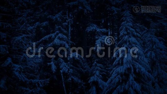 夜间的雪林景观视频