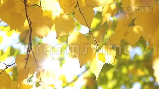 黄桦树的叶子视频