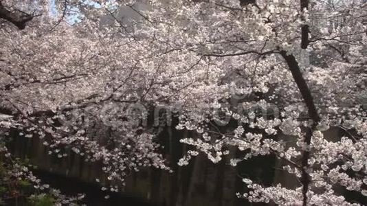 东京白天雪瑞在河边开花视频