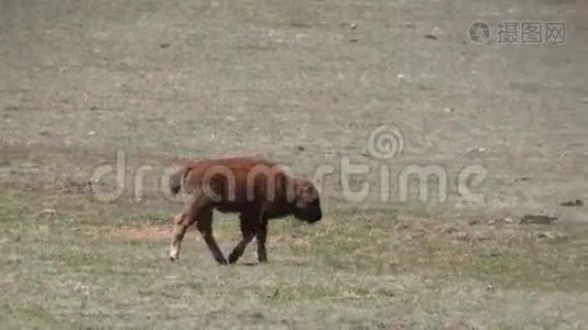 草甸的野牛犊视频