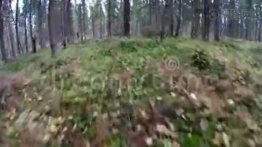 森林里的绿叶视频