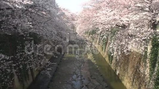 东京白天雪瑞在河边开花视频