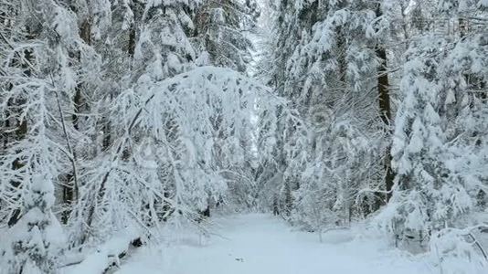 森林里的雪树视频