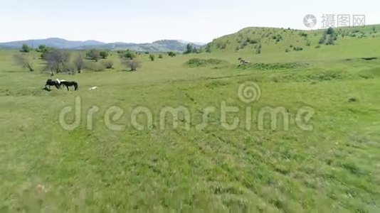 飞越山地草地上的野马群。 夏山野性.. 自由生态概念。视频