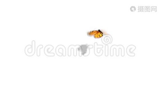 橙色蝴蝶在蓝色背景上飞翔。 三维动画。 4K视频