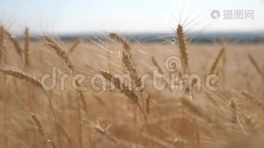 麦田生活方式日落景观慢动作视频.. 农民智慧农业生态理念。 小麦视频