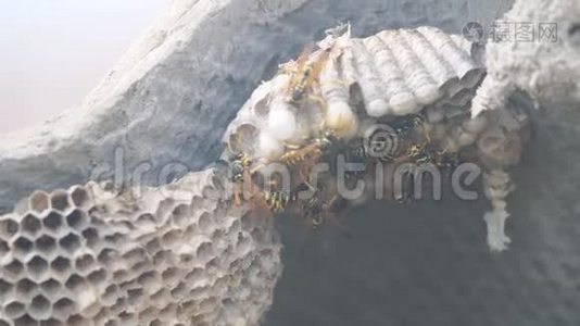 黄蜂屋顶下害虫的生活方式.. 黄蜂窝。 野生黄蜂慢动作视频。 过敏危险，咬伤危险视频