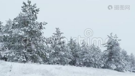 雪中的枞树，圣诞节的冬天，野林在下雪视频