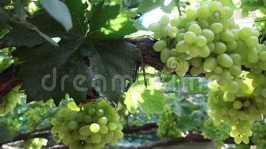 葡萄园里的葡萄。乌克兰视频