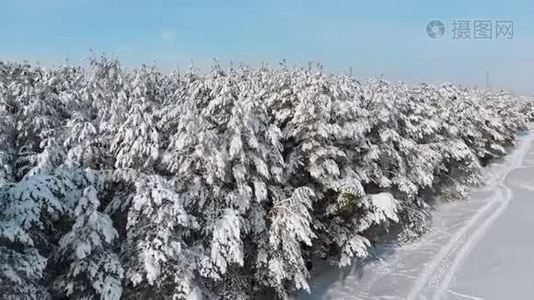 在阳光明媚的日子里，飞过冬天的松林和雪道视频