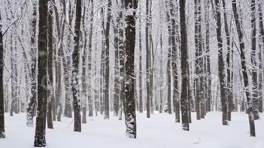 冬天在森林里下雪，柔和的圣诞节早晨下雪视频