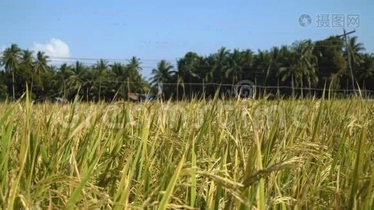 绿色稻田。视频