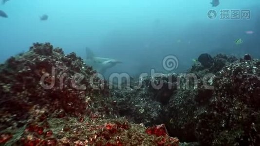 加拉帕戈斯群岛海底的锤头鲨鱼。视频