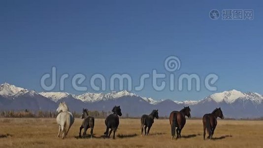 走路和跑马。 在白雪皑皑的山上，马群在草原上奔跑。 速度慢运动视频