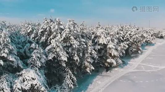 在阳光明媚的日子里观赏冬天的松林和雪道视频