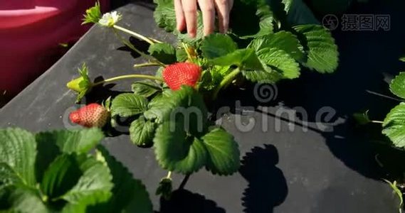 女孩在农场摘草莓4k视频