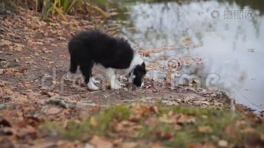 小狗边境牧羊犬视频