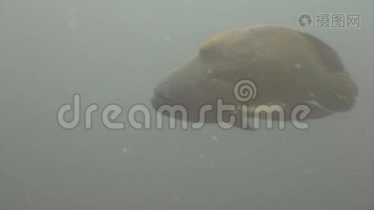 仑鱼濑水下天然海洋水族馆在马尔代夫。视频