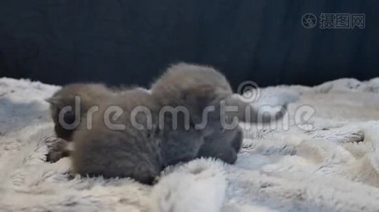 英国可爱的小猫在玩小地毯视频