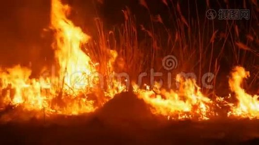 一场可怕的、危险的野外大火。 烧干草草.. 火焰中的大面积自然..视频