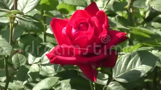 夏天的红玫瑰视频