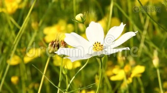 宇宙花在田间，泰国香麦视频