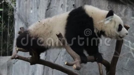 熊猫宝宝在树上玩耍中国成都视频
