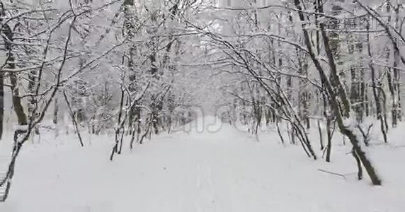 雪中的冬季森林视频