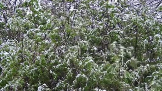 四月，北方的旋风，大雪席卷绿树.视频