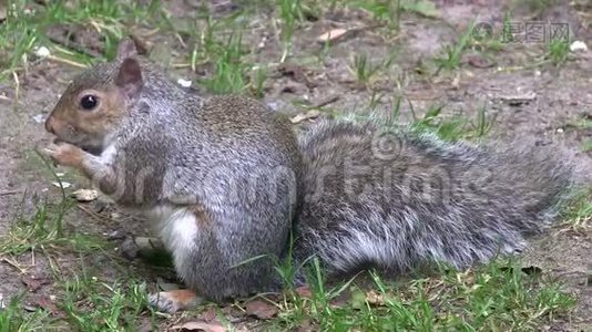 灰松鼠用爪子在木头里吃食物。视频