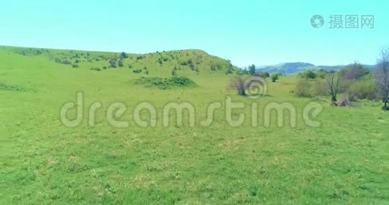 飞越山地草地上的野马群。 夏山野性.. 自由生态概念。视频