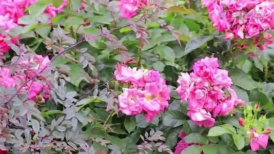 绿色灌木丛上鲜艳的粉红色玫瑰视频