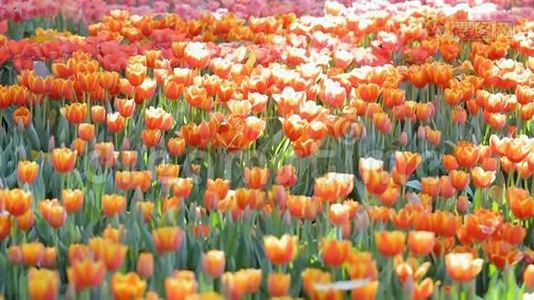 郁金香花在冬季或春季的郁金香领域，具有绿叶背景，用于美容装饰和农业设计。视频