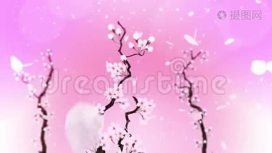 樱花盛开。 樱桃树枝。 樱花粉红色.. 樱花粉色背景.. CG循环动画。视频